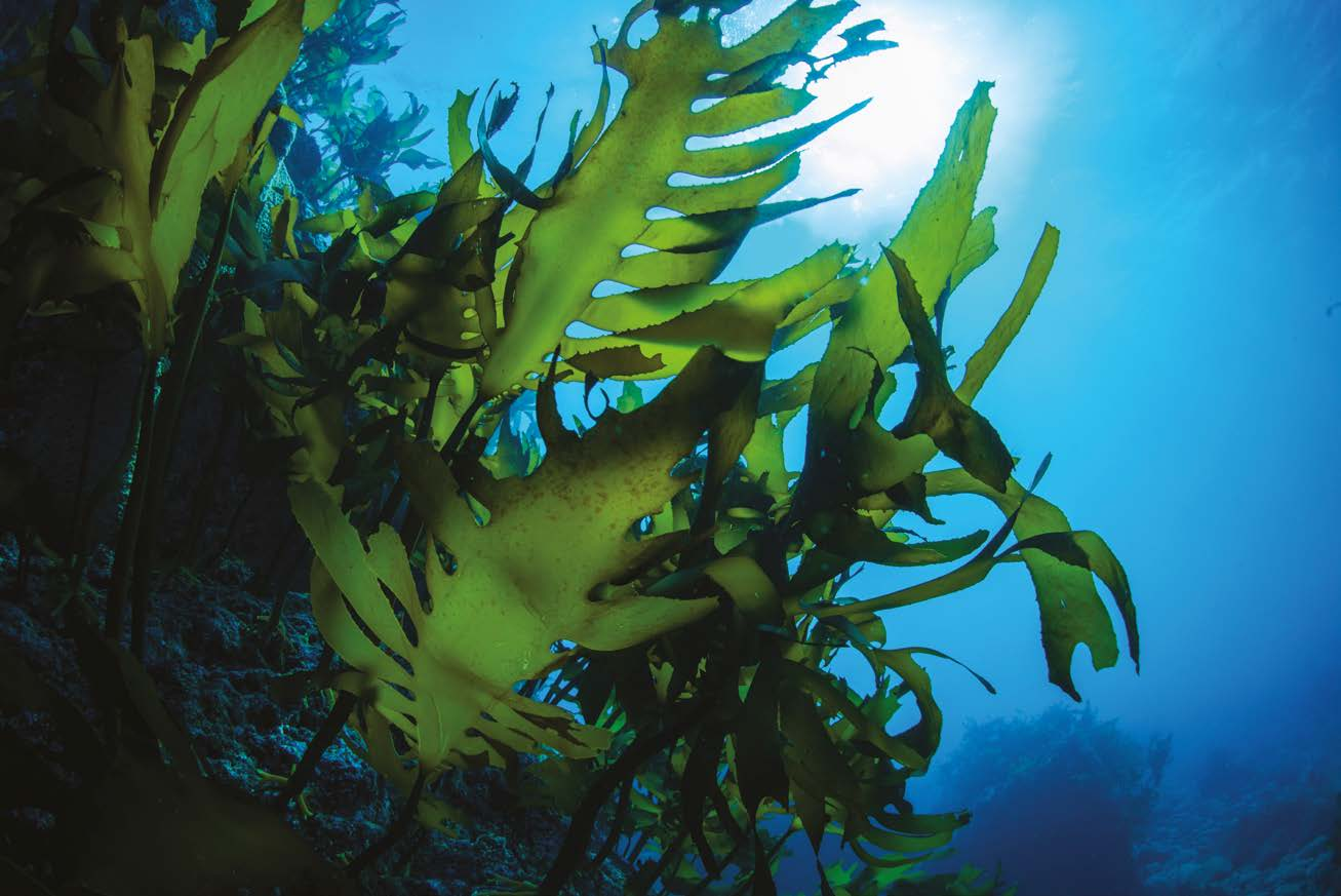 Catalyst Catalyst 100% Organic Seaweed Extract Un extracto de algas concentrado que contiene estimulantes de crecimiento naturales y vitaminas.