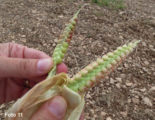 Foto 6. Inflorescencia femenina del teosinte. Fotos 7 y 8. Mazorcas del teosinte (A) y del maíz (B). Fotos 9 y 10.