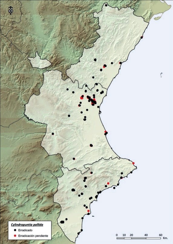 Los municipios en los que se ha actuado sobre todos los núcleos conocidos de la especie son: Castellón: L Alcora, Almedíjar, Borriol, Ludiente, Peñíscola, Zorita del Maestrazgo.