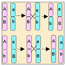 - Lligament complet. Els gens lligats s hereten sempre junts. En aquest cas, els heterozigots AaBb donen lloc a dos tipus de gàmetes AB i ab.