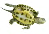 TORTUGUERA TURTLE TANK Turtletub TM Mantenga sus tortugas acuáticas como los profesionales!