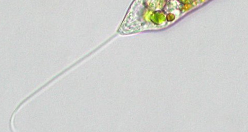 Reino Protista: Flagelados o mastigóforos Primoplantae o Archaeplastia: sus cloroplastos están rodeados por dos membranas, lo que sugiere que proceden de endosimbiosis primaria por la ingestión