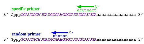 d. Retro transcripción ( paso de RNA a CDNA) e. Síntesis de cdna (representativo solo de la expresión de mrna) a partir de RNA total f. Detección de mutaciones 2.