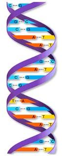 ÁCIDOS NUCLEICOS. ADN Desoxirribosa+base(ATGC)+P Estructura: Primaria Secuencia ordenada de nucleótidos. Estructura secundaria (doble hélice) J.D.Watson y F.