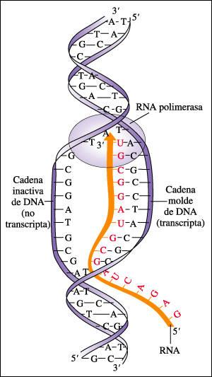 TRANSCRIPCIÓN DO ADN Etapas: Iniciación: Unión da ARN-pol ó ADN nunha rexión chamada promotor. Separación do ADN.