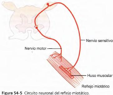 REFLEJO MIOTÁTICO Estímulo: Estiramiento del músculo. Receptor: Huso muscular.