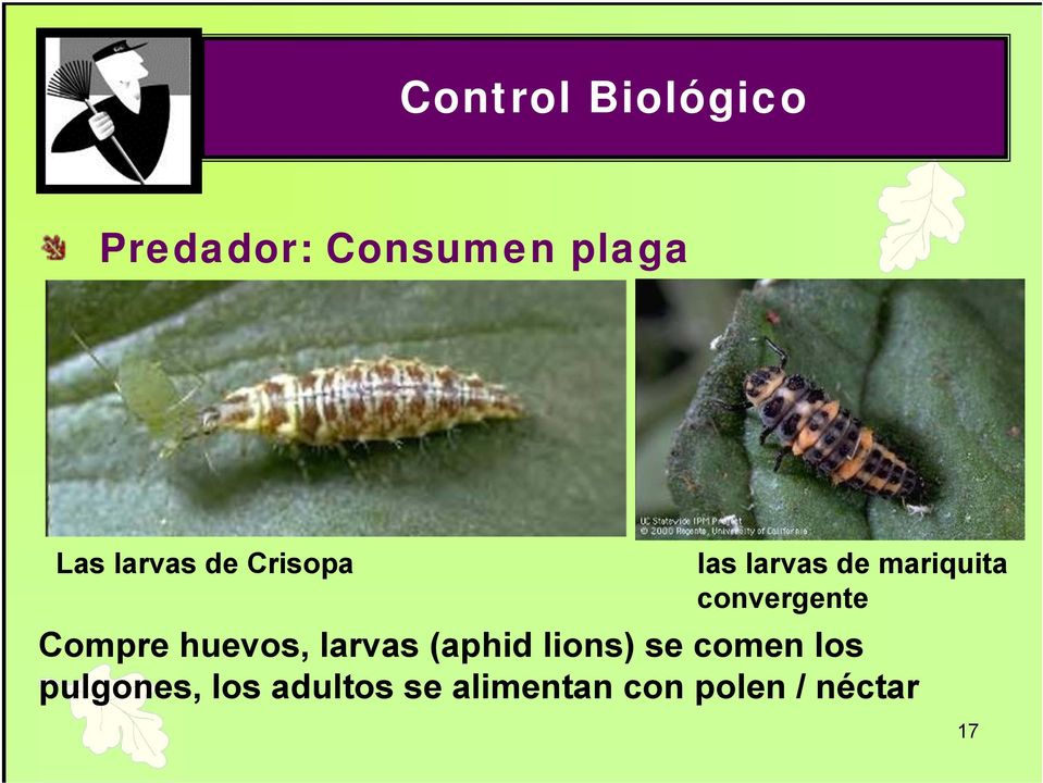 convergente Compre huevos, larvas (aphid lions) se