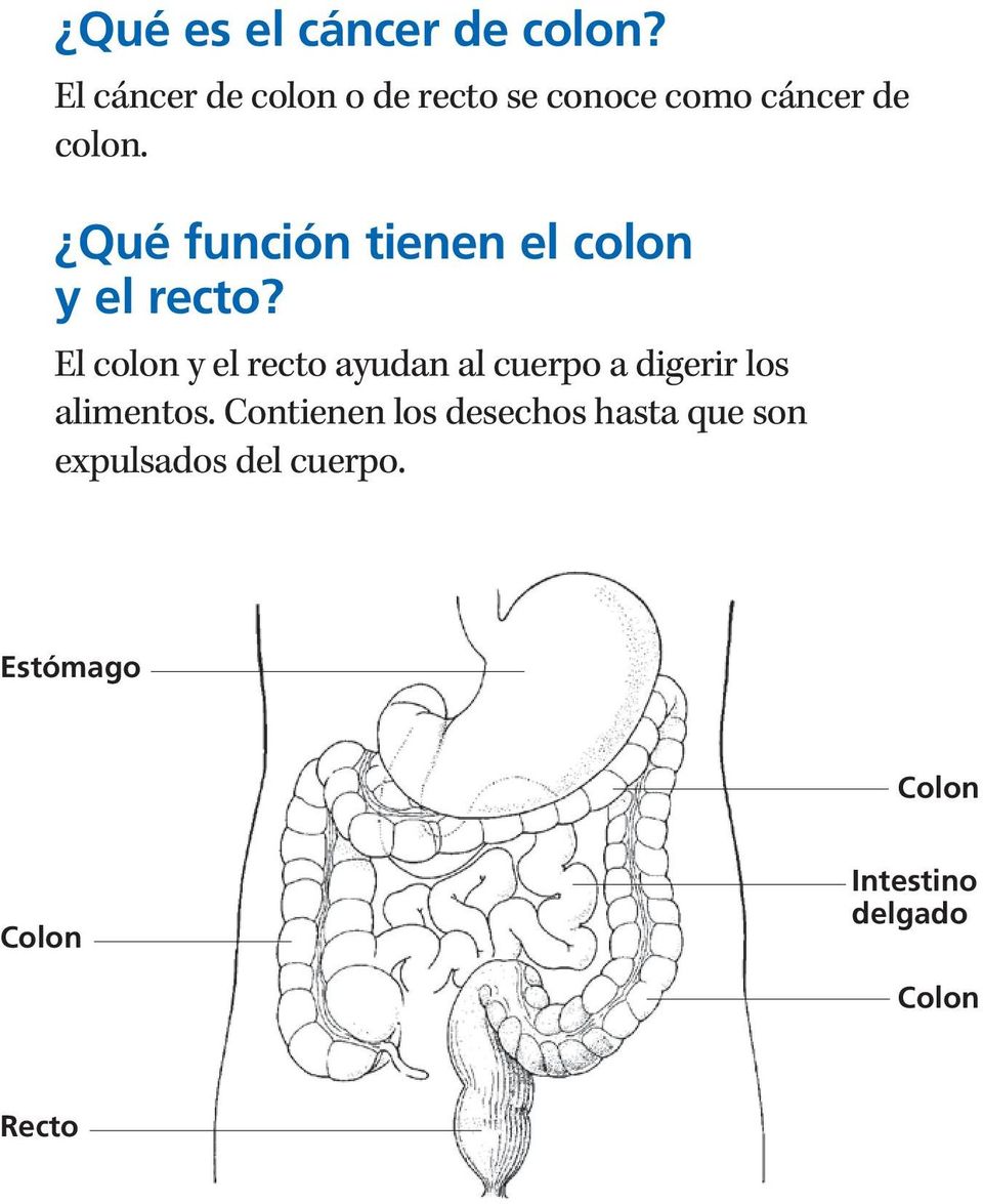 Qué función tienen el colon y el recto?