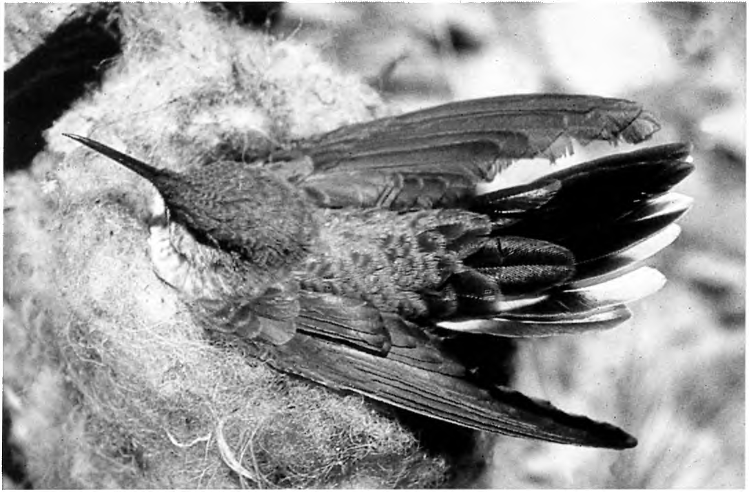 Figura 3. Bandurrita de la puna Upucerthia jelskii., Diciembre 1991 (Omar Rocha) Figura 4. Perico cordillerano Bolborhynchus aurifrons,, Febrero 1992 (Kent Smith) Figura 5.