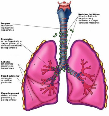 Los bronquios primarios se BRONQUIOS ramifican dentro de los pulmones, dando origen al árbol bronquial.