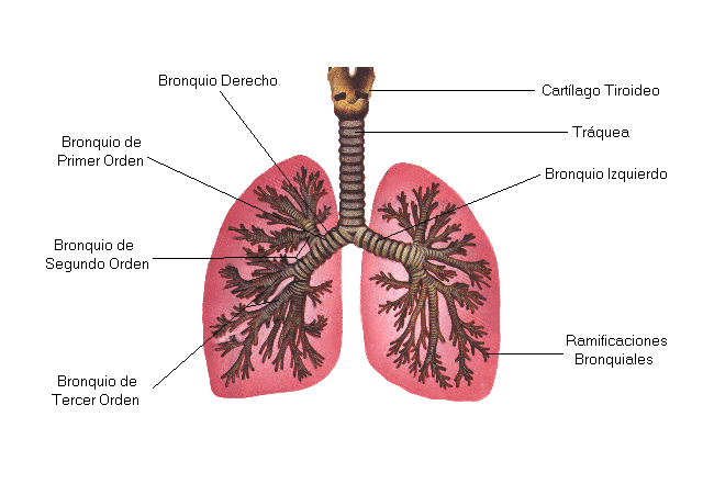 Los bronquios y los bronquiolos son las diversas ramificaciones del interior del pulmón, terminan en unos sacos llamadas alvéolos pulmonares que tienen a su vez unas bolsas más