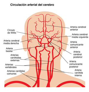 Circulación cerebral El cerebro está lleno de arterias y venas.