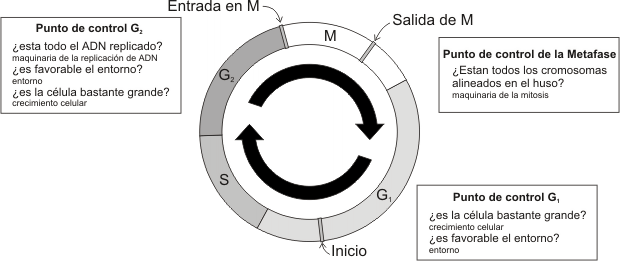 Control del ciclo celular Ninguna célula sigue este ciclo indefinidamente. Pueden interrumpirlo cuando actúan ciertos factores, permaneciendo en fase G0, y ante ciertos estímulos volver a G1.