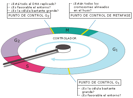 Control del ciclo celular - Punto R de restricción (de control G1). En este punto se pone en marcha el proceso que inicia la fase S.