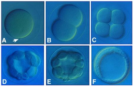 División celular: Significado biológico de la Mitosis Las células grandes poseen una reducida relación SA/VOL y son menos eficientes que las células de menor tamaño.