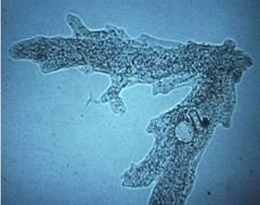 División celular: Significado biológico de la Mitosis Además, la división celular (a