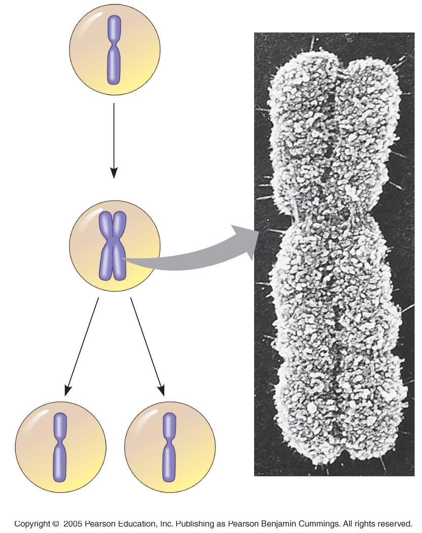 Duplicación del cromosoma (síntesis ADN) Separación cromátidas hermanas Centrómeros Estructura cromosoma metafásico Cinetócoro Centrómero Cromátidas hermanas 0.