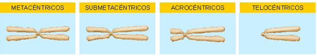 Estructura cromosoma metafásico La forma del cromosoma vienen determinada por la posición del centrómero, que lo divide en dos partes llamadas brazos.