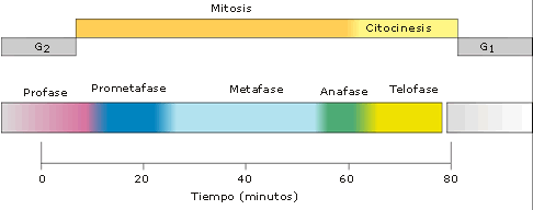 Mitosis Mediante la mitosis se reparte equitativamente el material genético entre dos células hijas, y junto con la citocinesis, que reparte el citoplasma y los orgánulos celulares, se asegura que la