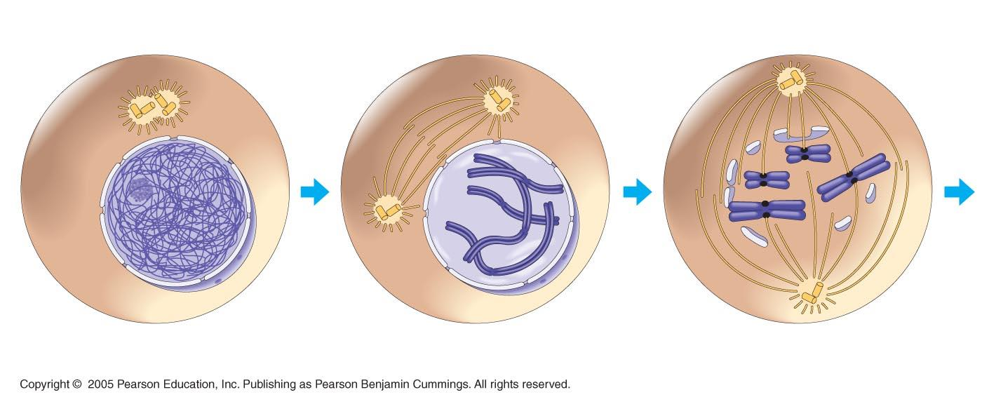 Mitosis: Prometafase Se distinguen por tanto tres tipos de microtúbulos: los polares, que conectan a ambos centrosomas pero no tocan a los cromosomas, los cinetocóricos, que parten del cinetocoro del