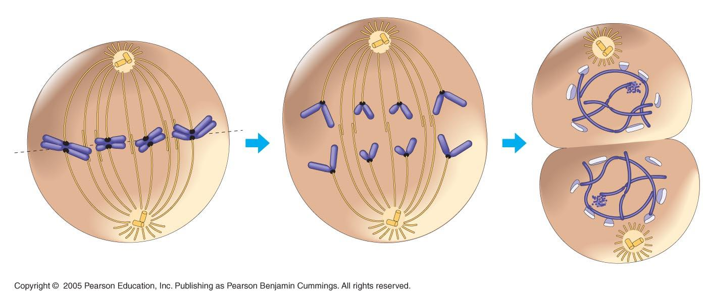 Mitosis: Telofase Los cromosomas hijos separados llegan a los polos y los microtúbulos cinetocóricos desaparecen. Los microtúbulos polares se alargan aún más.