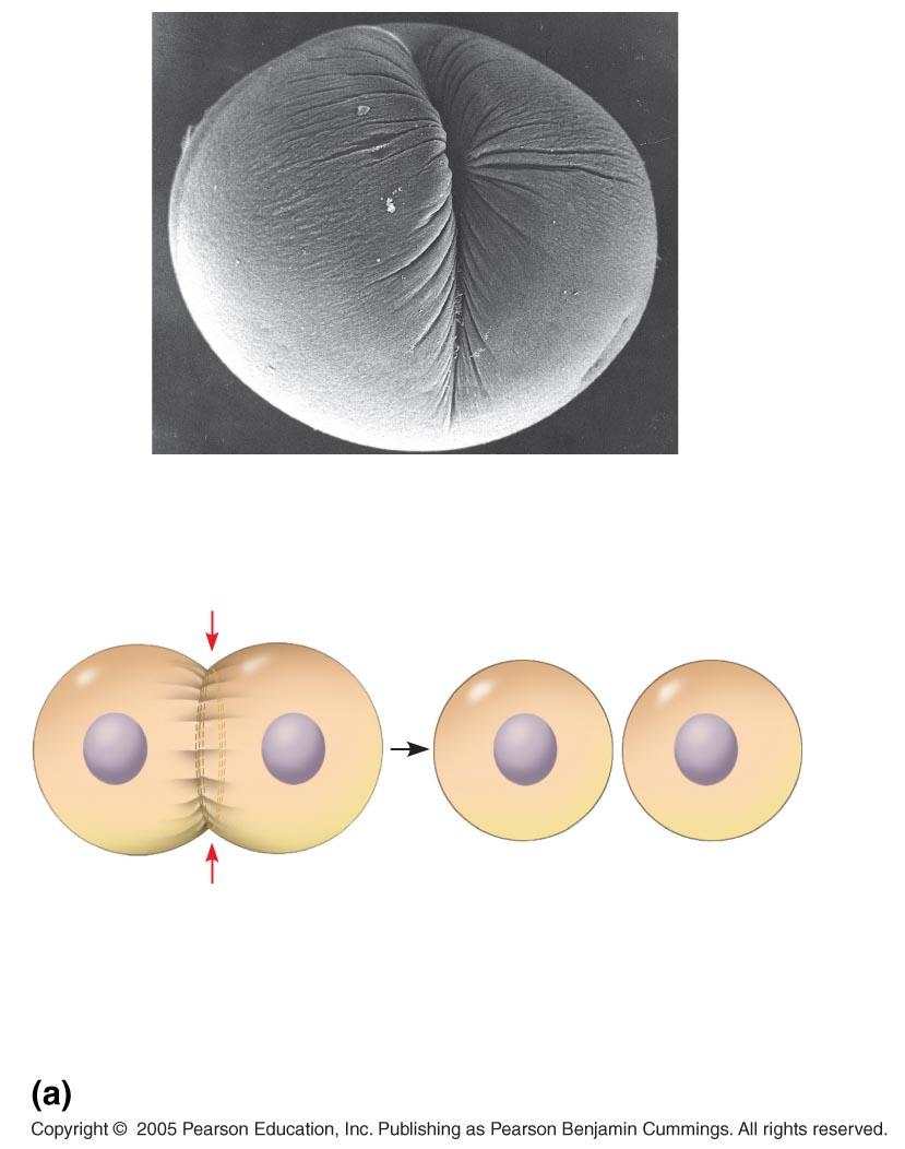 Citocinesis en células animales Surco segmentación 100 µm Anillo