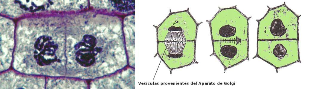 Citocinesis en células vegetales Aquí no hay surco de división (no hay estrangulación) sino que las vesículas del Golgi, con los componentes de la pared celular, se van colocando en la zona media de