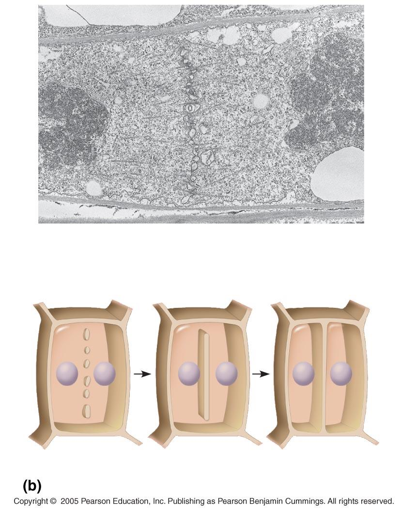 Citocinesis en células vegetales Vesículas formando Pared celular parental fragmoplasto