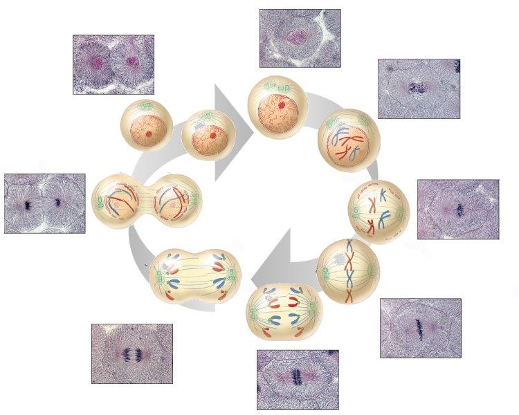 Resultado de la división celular La división celular por mitosis y citocinesis origina dos células hijas genéticamente idénticas entre sí y también idénticas a la célula