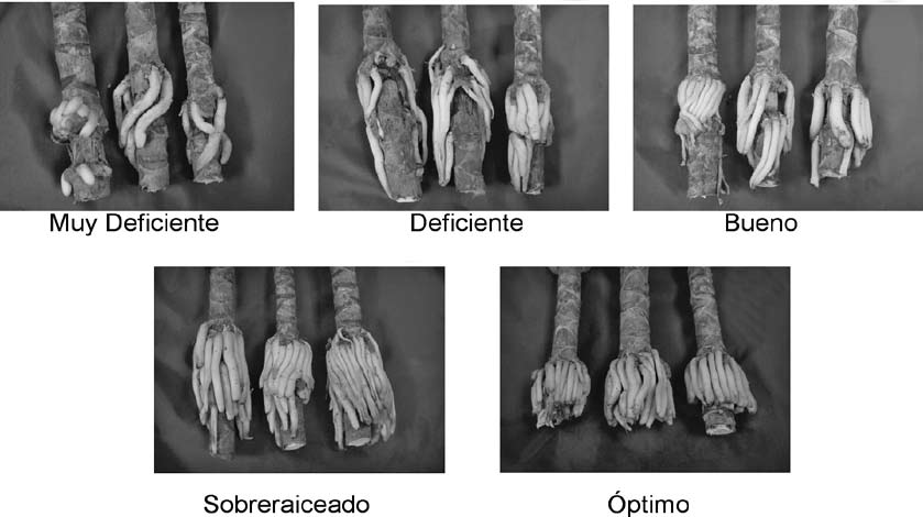 14 Omodeo et al.: Hormona AIB y papel aluminio sobre acodos de D. marginata Cuadro 1. Criterios y calificaciones utilizados para evaluar cañas de Dracaena marginata, para exportación.