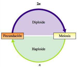 CICLO BIOLÓGICO DIPLOHAPLONTE DE LAS PLANTAS Las plantas tienen un ciclo biológico diplohaplonte, presentando dos generaciones morfológicamente distintas: fase diploide fase haploide esporofito