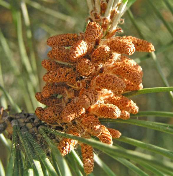 Conos masculinos de Pinus pinea Estambre (escama) En su base hay dos