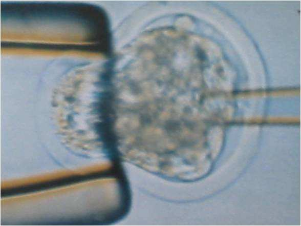 Evaluación, Multiplicación y Conservación de Germoplasma Animal Biotecnología Animal: fertilización in vitro, trasplante de embriones, para