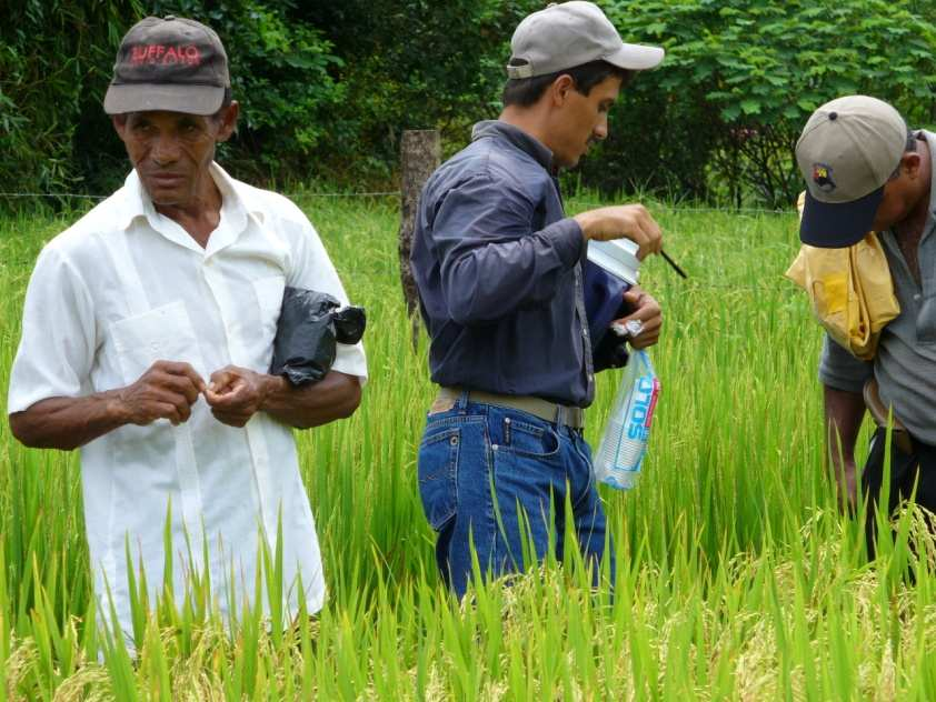 Utilización de Cultivares de Arroz Biofortificados en Zonas Rurales de Pobreza Extrema y Desnutrición Evaluación agronómica de 12 cultivares con alto contenido