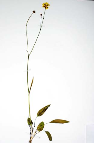 a causa de las prácticas forestales y, sobre todo, de los fuegos supone una amenaza para esta especie. Ranunculus bupleuroides Brot subsp.