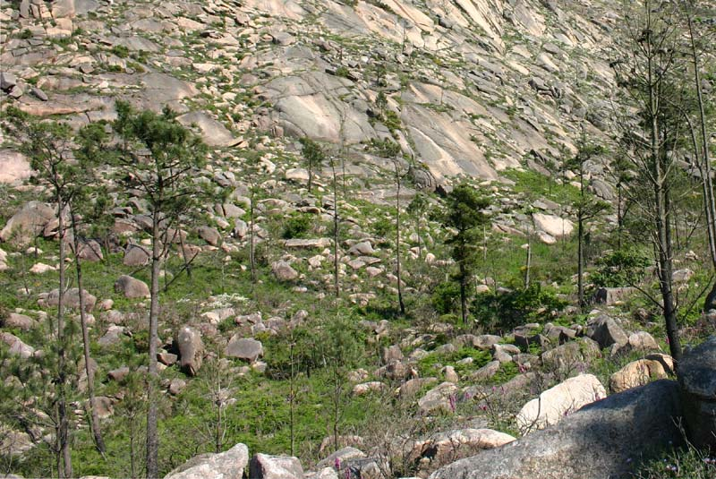 Microrreserva del Pindo Descripción: el espacio incluye una zona de bosque mixto de pinos, robles y laureles en la parte baja del Monte Pindo, orientada cara al oeste, que se caracteriza por la