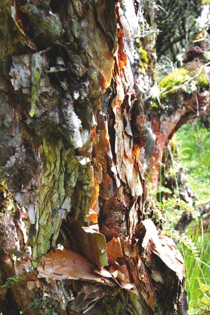 Parque Nacional Cajas En la mira... Los bosques de árboles de papel son ambientes mágicos donde los troncos rojizos se van descascarando y se mezclan con el verdor de la vegetación.