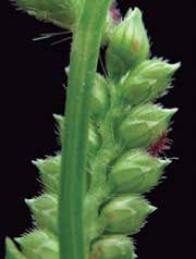 10 MANEJO DE MALEZAS PROBLEMA Nombre científico Digitaria sanguinalis (L.) Scop. Echinochloa colona (L.) Link.