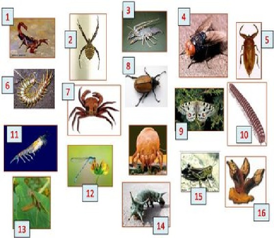 LOS ARTRÓPODOS Los Artrópodos constituyen el filo más abundante del reino animal; incluye aproximadamente un millón de especies, que