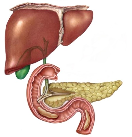 La digestión en vertebrados DIGESTIÓN Boca Bilis Jugo pancreático Páncreas
