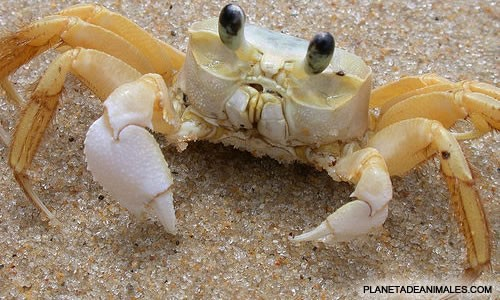 Los crustaceos -tienen dos antenas -su cuerpo esta dividido en tres