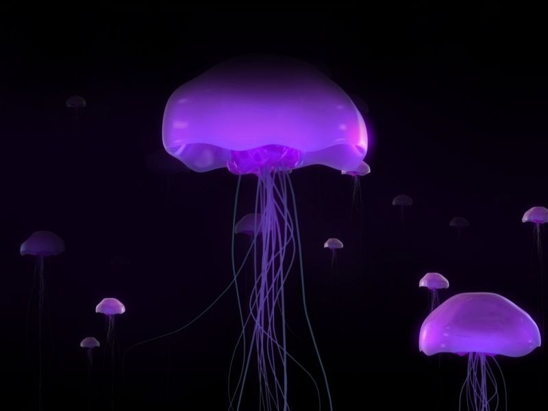 Las medusas -Tienen forma de paraguas con la