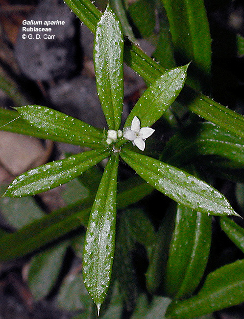 Galium L Plantas herbáceas, anuales o perennes, tallos tetrágonos, hojas verticiladas, casi siempre con