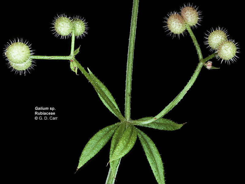 Galium L Flores pequeñas, actinomorfas, comúnmente perfectas (perfectas o imperfectas). K nulo.