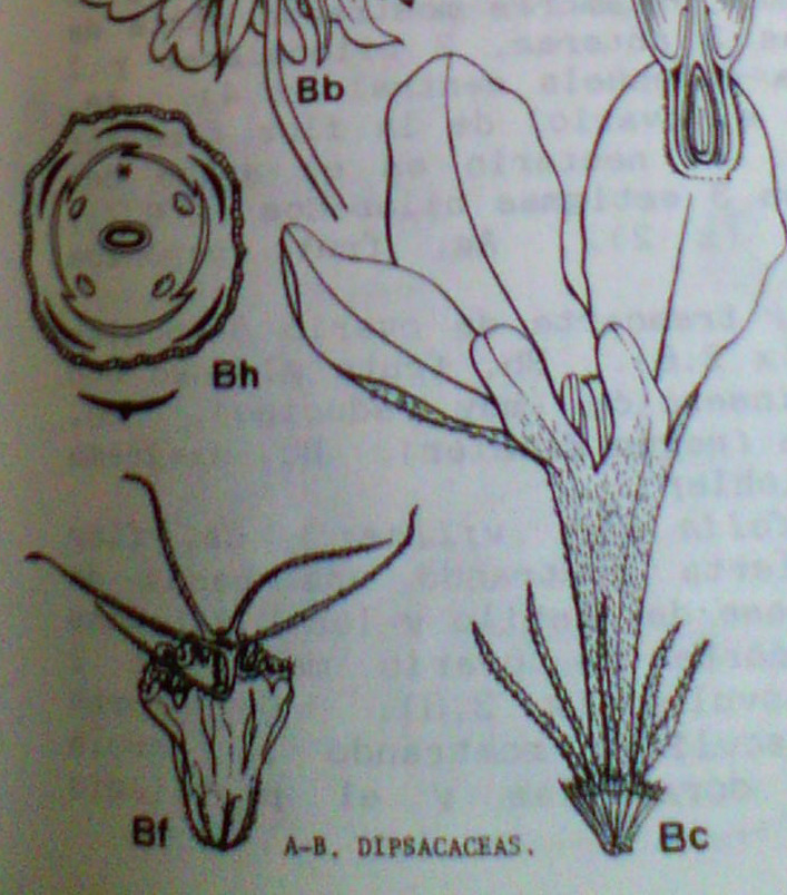 Parte basal del tallo hojas opuestas, pseudopecioladas, espatuladas, irregularmente dentadas Scabiosa atropurpurea (flor de viuda) CL ovario 1- locular, 1 ovulo péndulo anátropo.