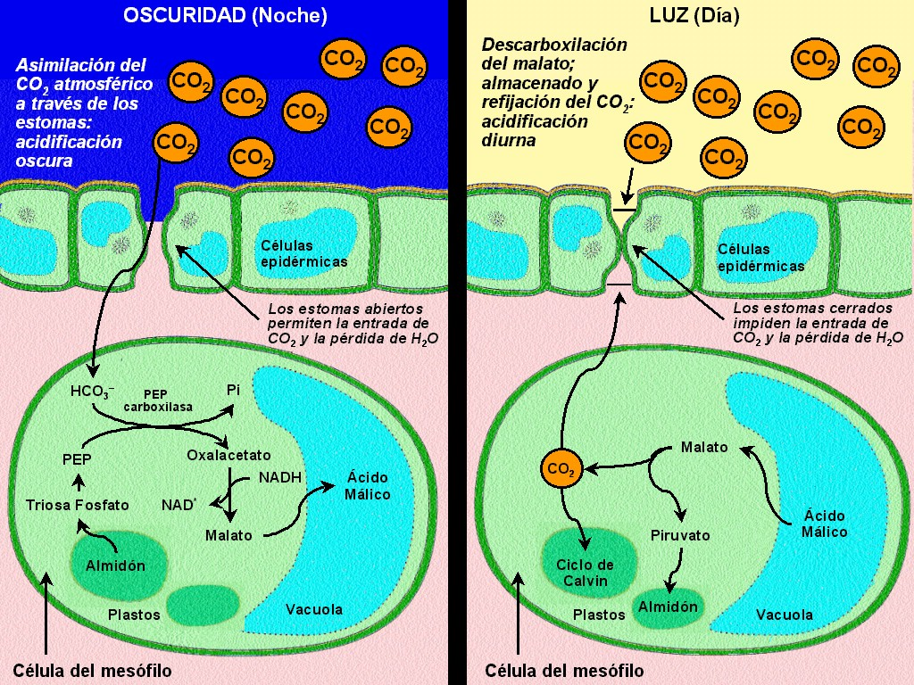 Las plantas CAM (metabolismo ácido de las crasuláceas) Viven en ambientes de extrema sequía La asimilación de CO2 ocurre durante la noche.