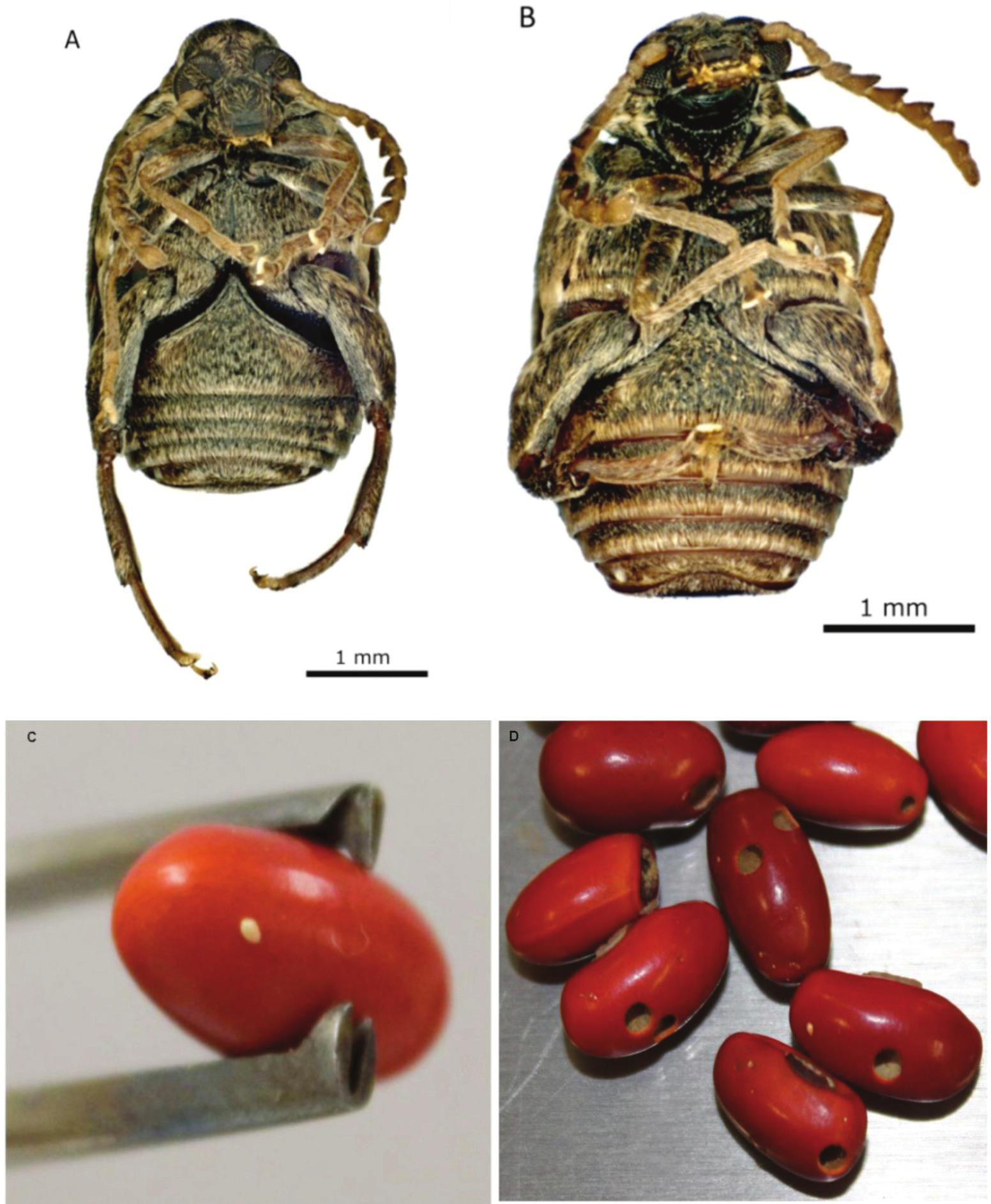 Ruiz Montiel et al.: Specularius impressithorax en semillas de Erythrina americana Figura 1.