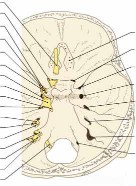 .0 El nervio hipogloso (XII) Es el nervio motor de los músculos: De la lengua. Omohioideo (que sostiene la aponeurosis cervical media). Estilogloso (con el IX y el VII).