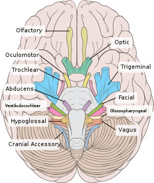 . Conclusión I,II, III, IV, V y VI están afectados con mayor frecuencia por las disfunciones de la mitad de la base del cráneo.