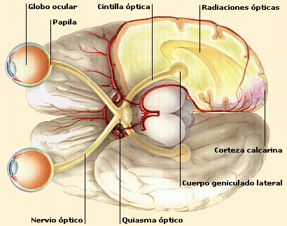 .4 El nervio óptico (II) El nervio óptico, como el nervio oftálmico, puede ser considerado como una extensión del tejido cerebral.